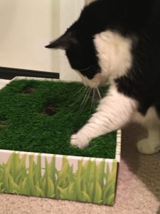 A black and white cat reaching down with left paw into a box of growing grass