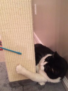 A black and white cat with one paw on a vertical scratching post, following a blue wand toy held by aa human off-camera